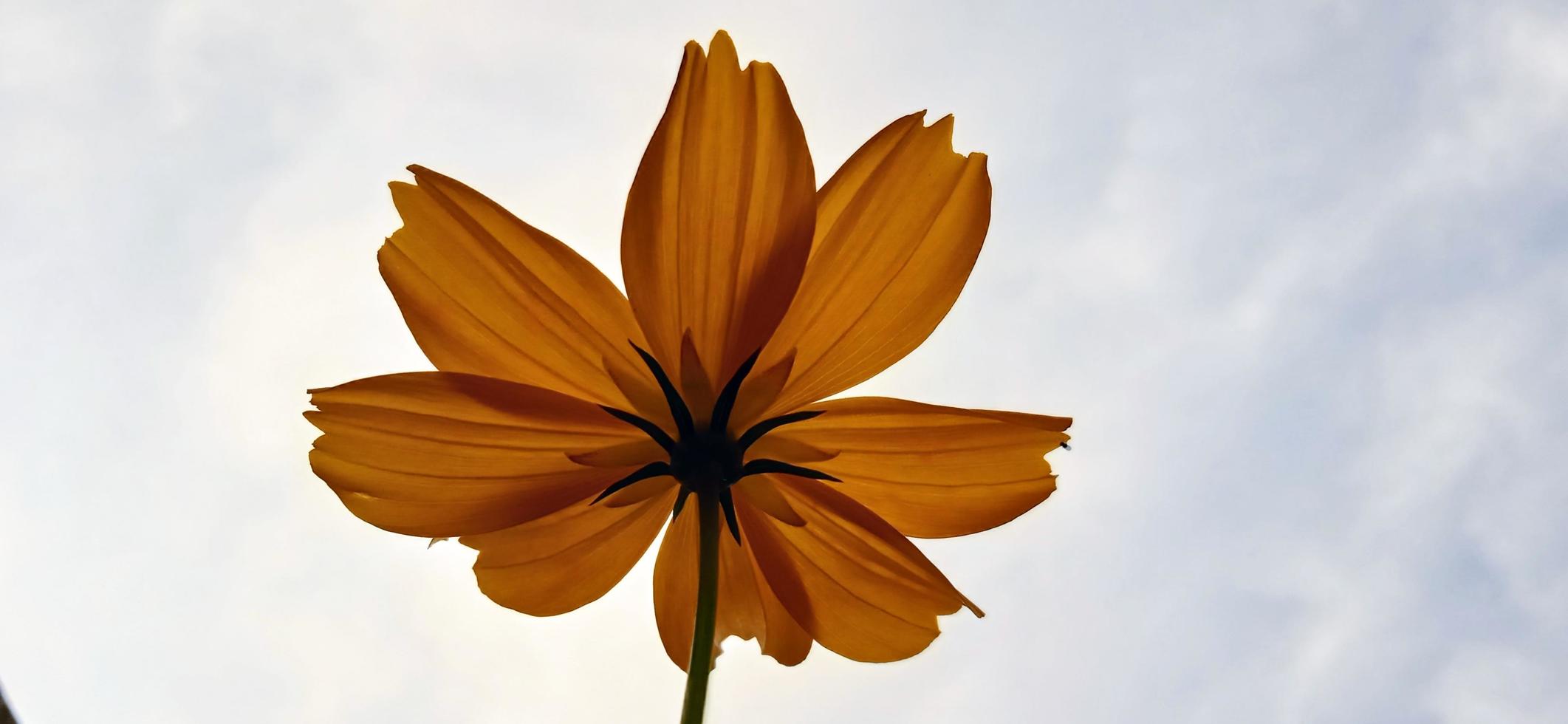 Bottom scenery of yellow zinnia Zinnia elegans petals blown by the wind with a blue sky background photo