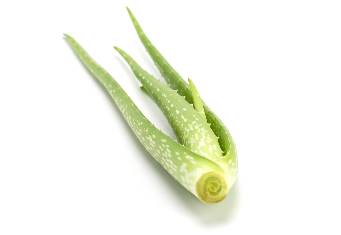 hoja fresca de aloe vera aislada en un fondo blanco. foto