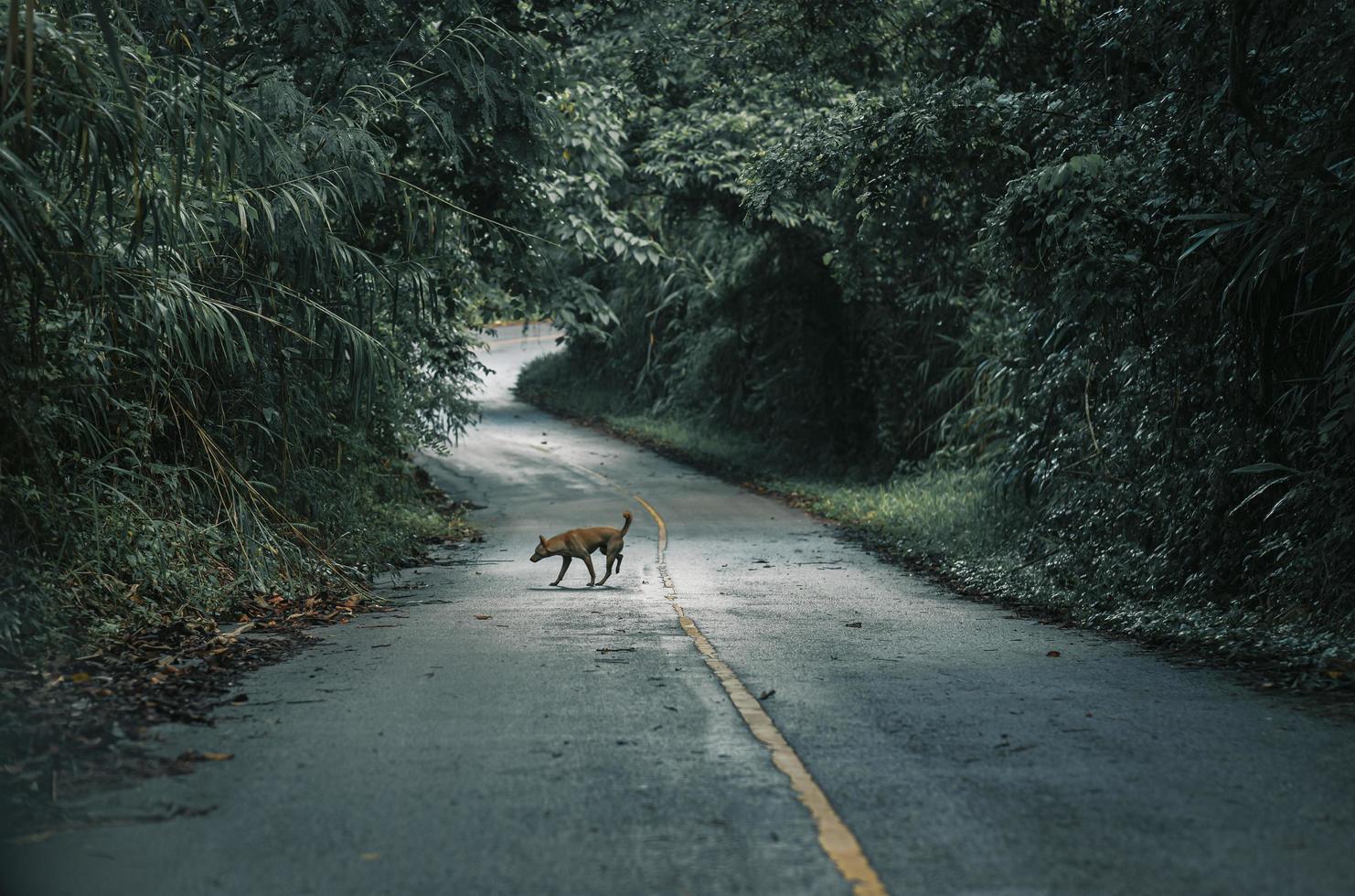 Mountain forests, roads with dense pine forests in the mountains in Chiang Rai, Thailand, where nature is the most. photo