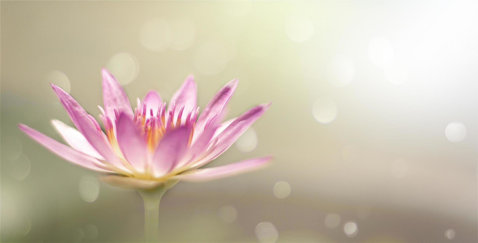 Closeup of pink lotus flower bokeh background blur with light photo