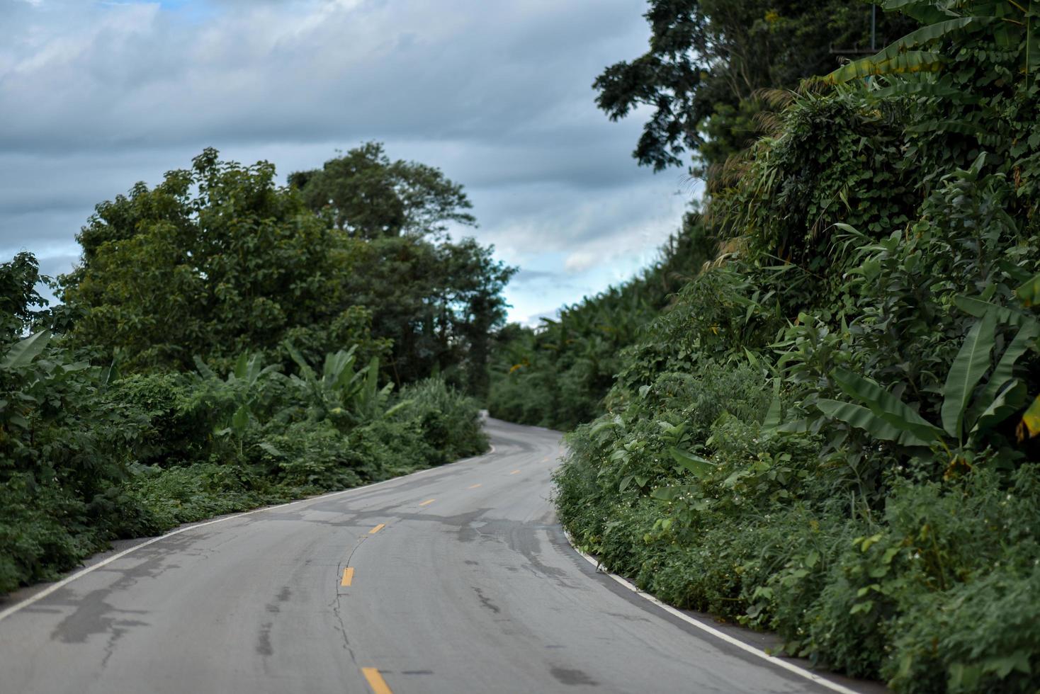 rainy season country road with trees beside concept photo