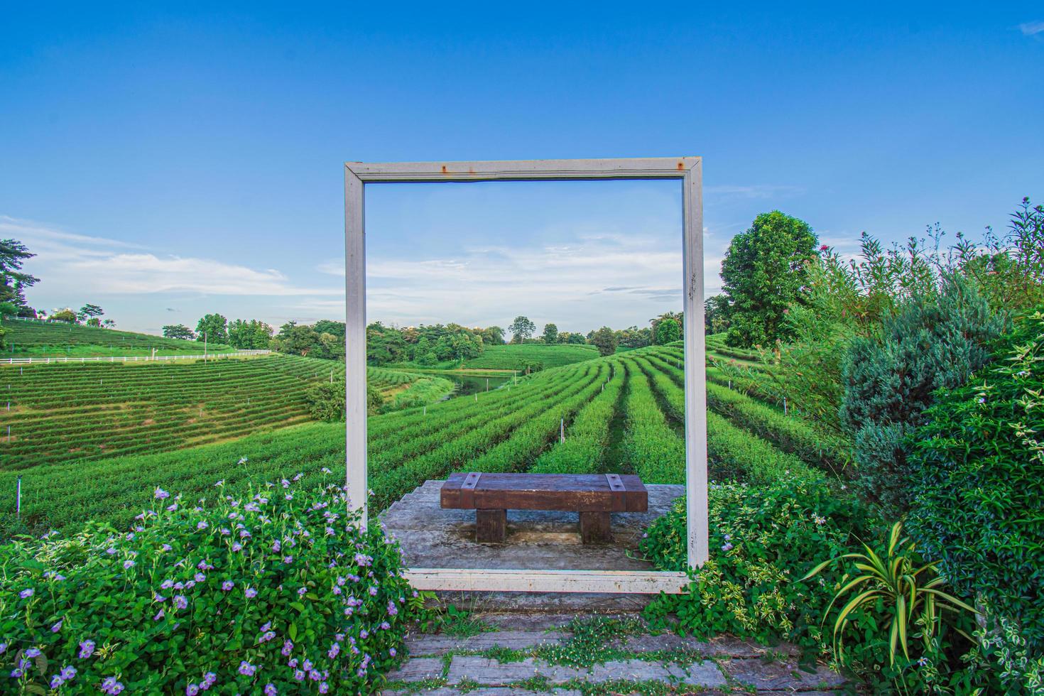 Beautiful scenery of Choui Fong Tea Plantation at Mae Chan, a tourist attraction in Chiang Rai in Thailand. photo