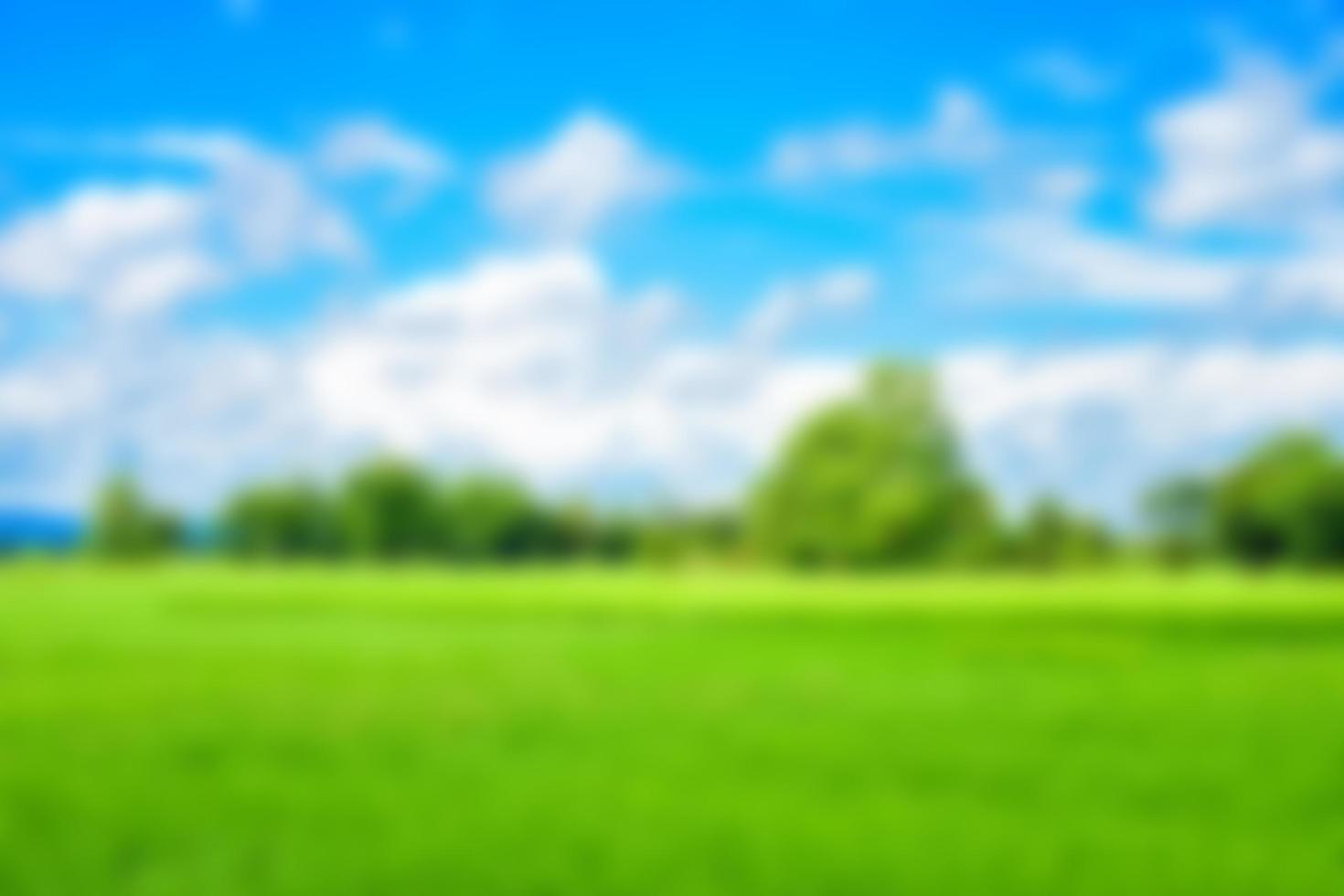 Fresh green rice fields and blurry sky photo