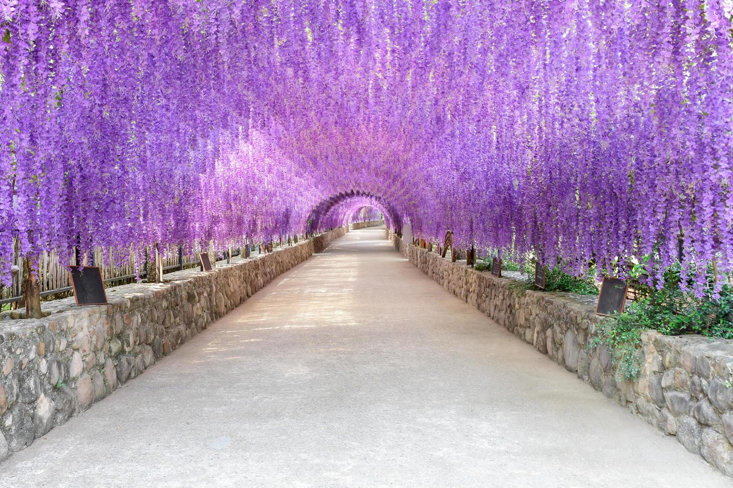 hermoso túnel de flores moradas en el centro internacional de meditación de cherntawan en chiang rai, tailandia foto