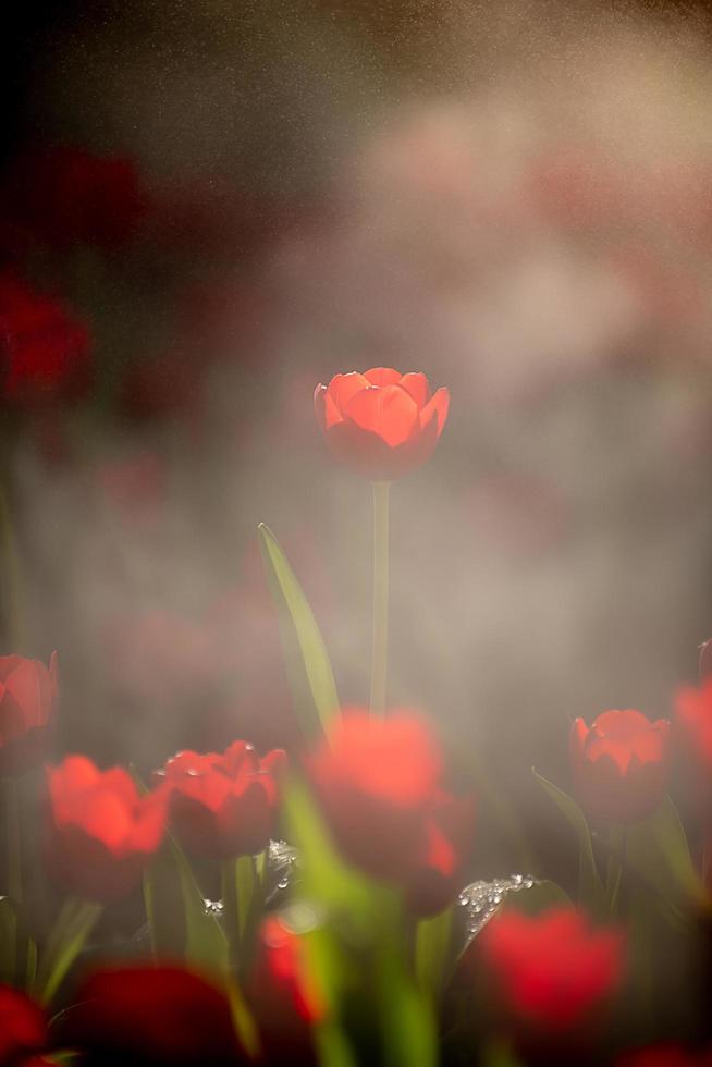 Red tulips in dark tones close up. Fresh spring flowers in the garden with soft sunlight for vertical floral poster, wallpaper or holiday card. photo