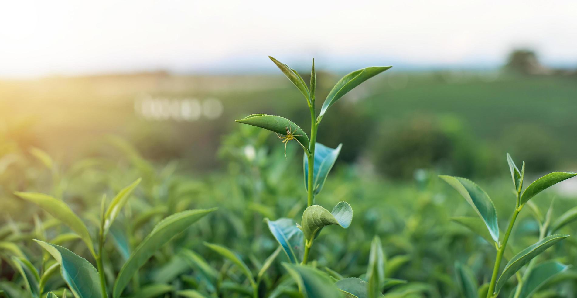 hojas de té verde por la mañana tomadas bajo la luz del sol en el jardín de té, fondo borroso. foto