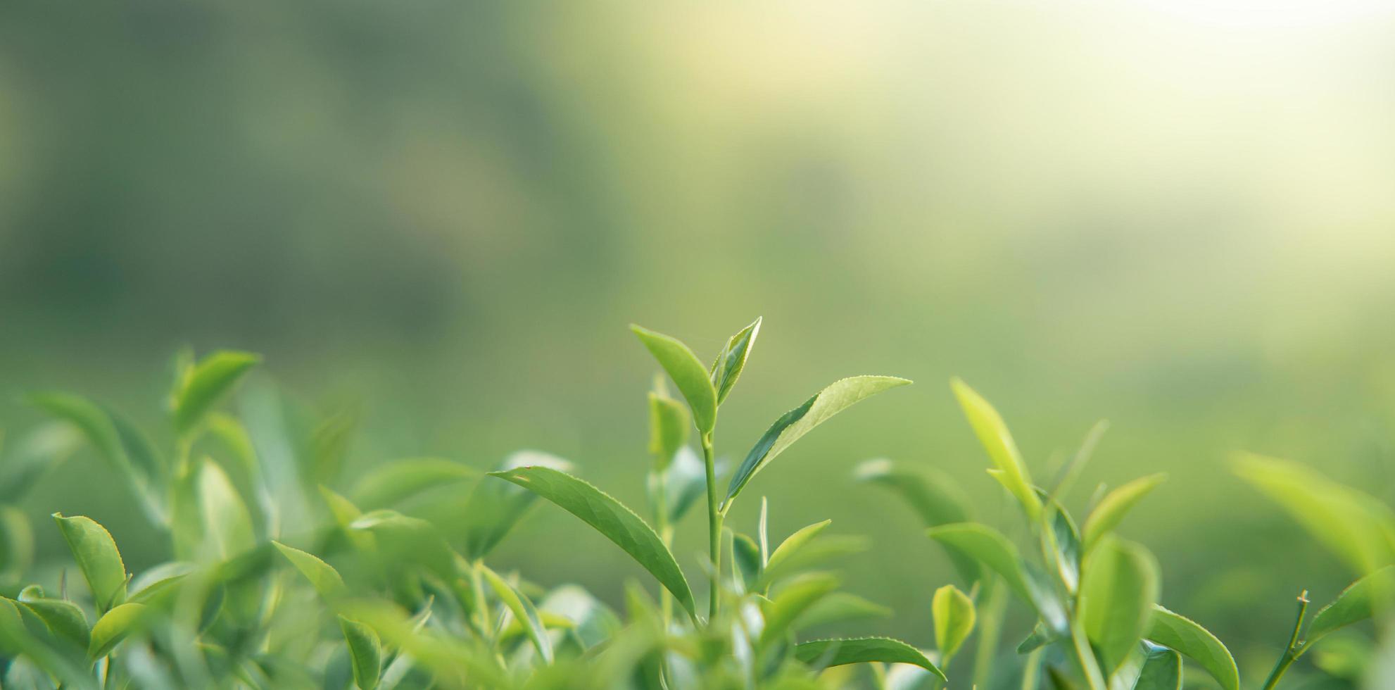 hojas de té verde por la mañana tomadas bajo la luz del sol en el jardín de té, fondo borroso. foto