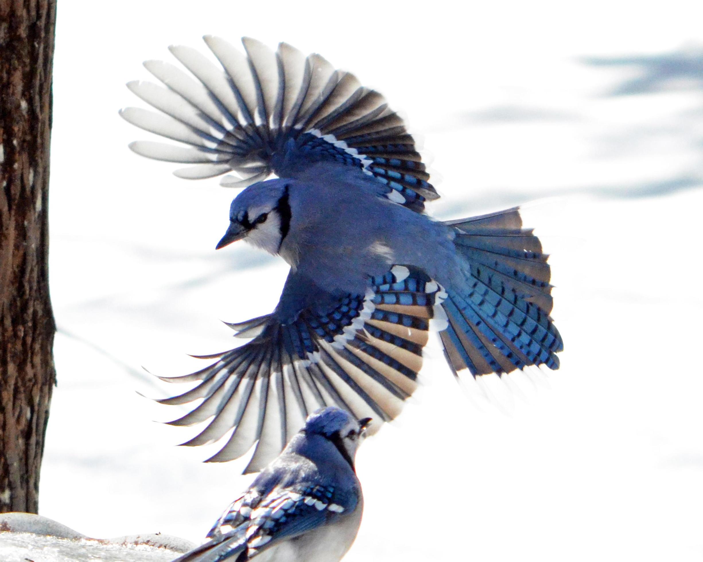 Blue Jay in flight with wings spread 7235742 Stock Photo at Vecteezy