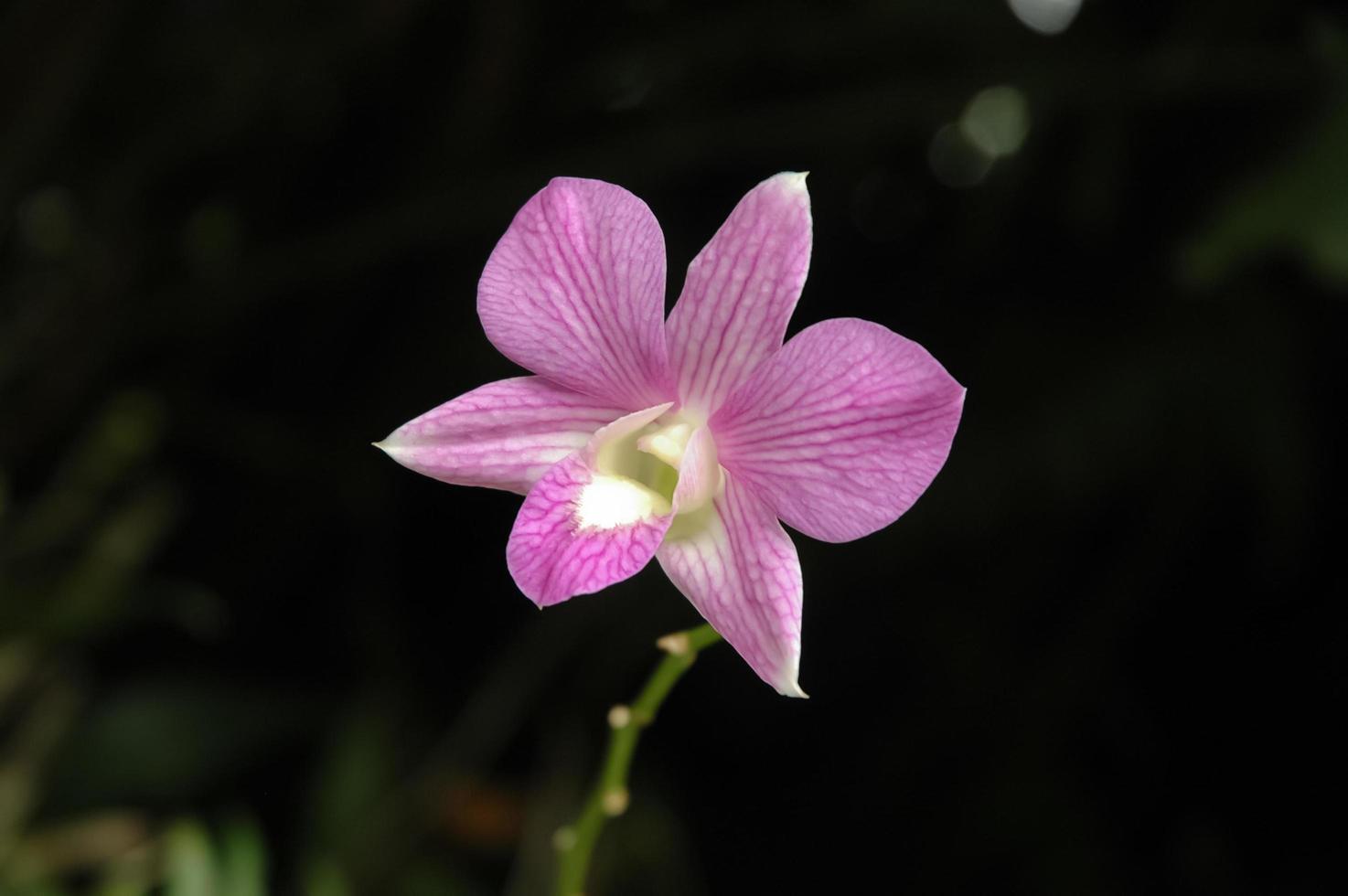 Wild magenta Thai orchid flower in black background photo