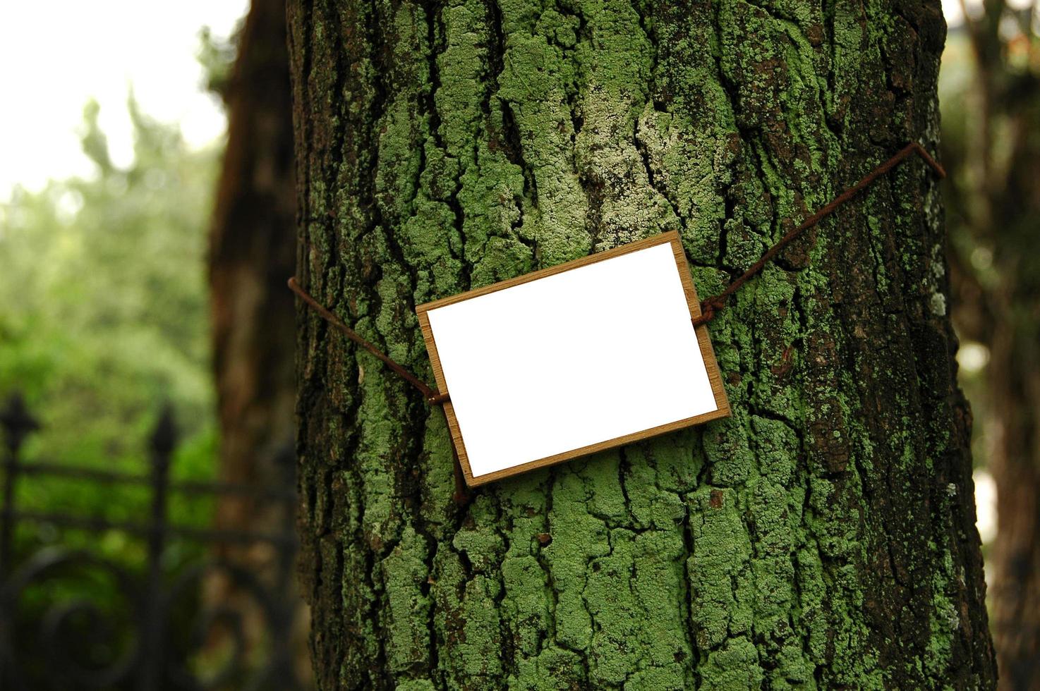 etiqueta de madera en la corteza de un árbol cubierto de musgo foto