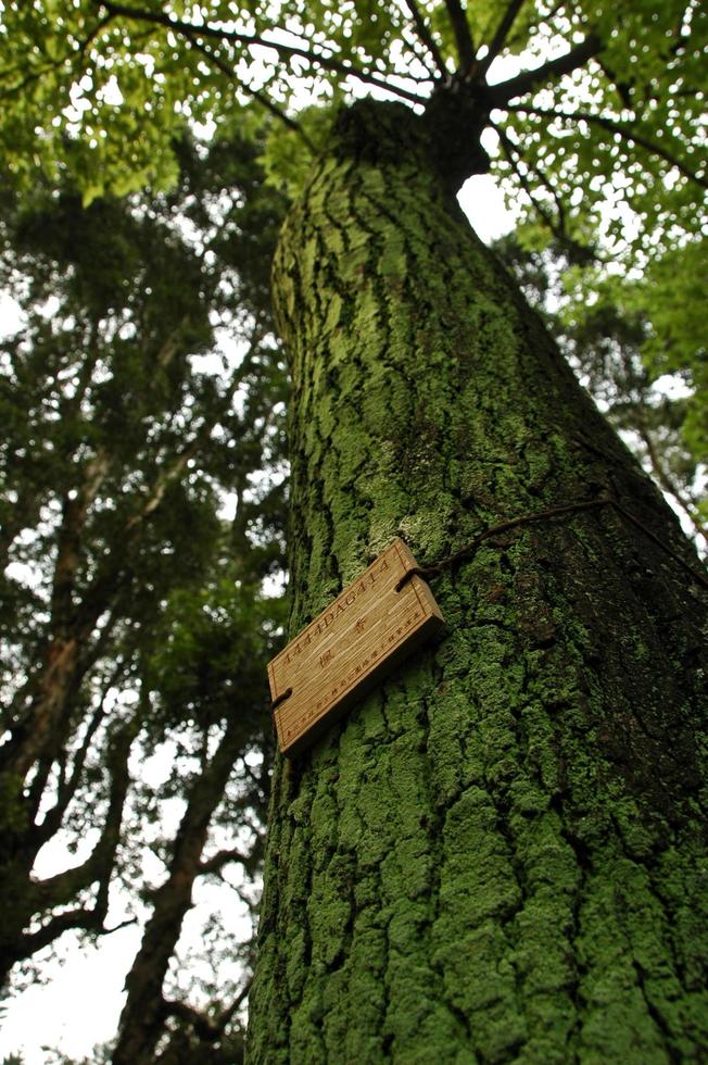 árbol cubierto de musgo verde con etiqueta de madera marrón foto