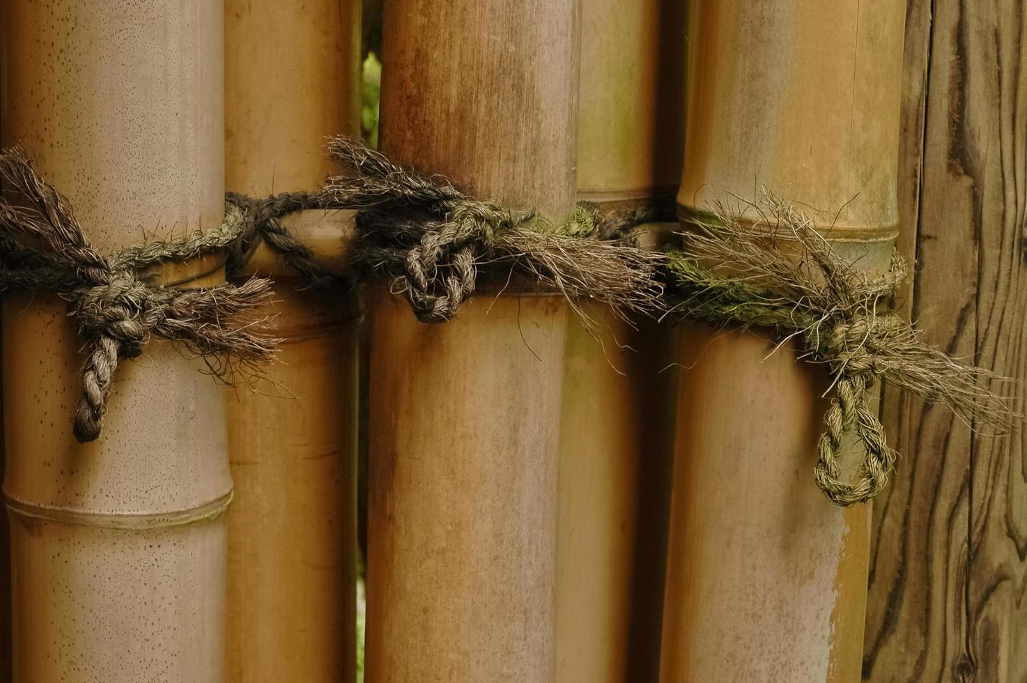 tight knot on bamboo photo