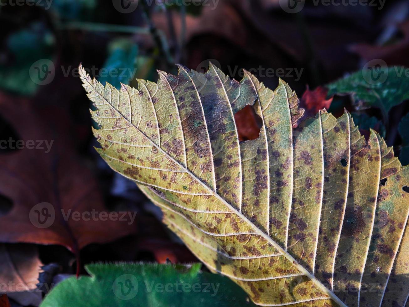 hoja seca amarilla con agujero entre hojas verdes y marrones en suelo oscuro foto