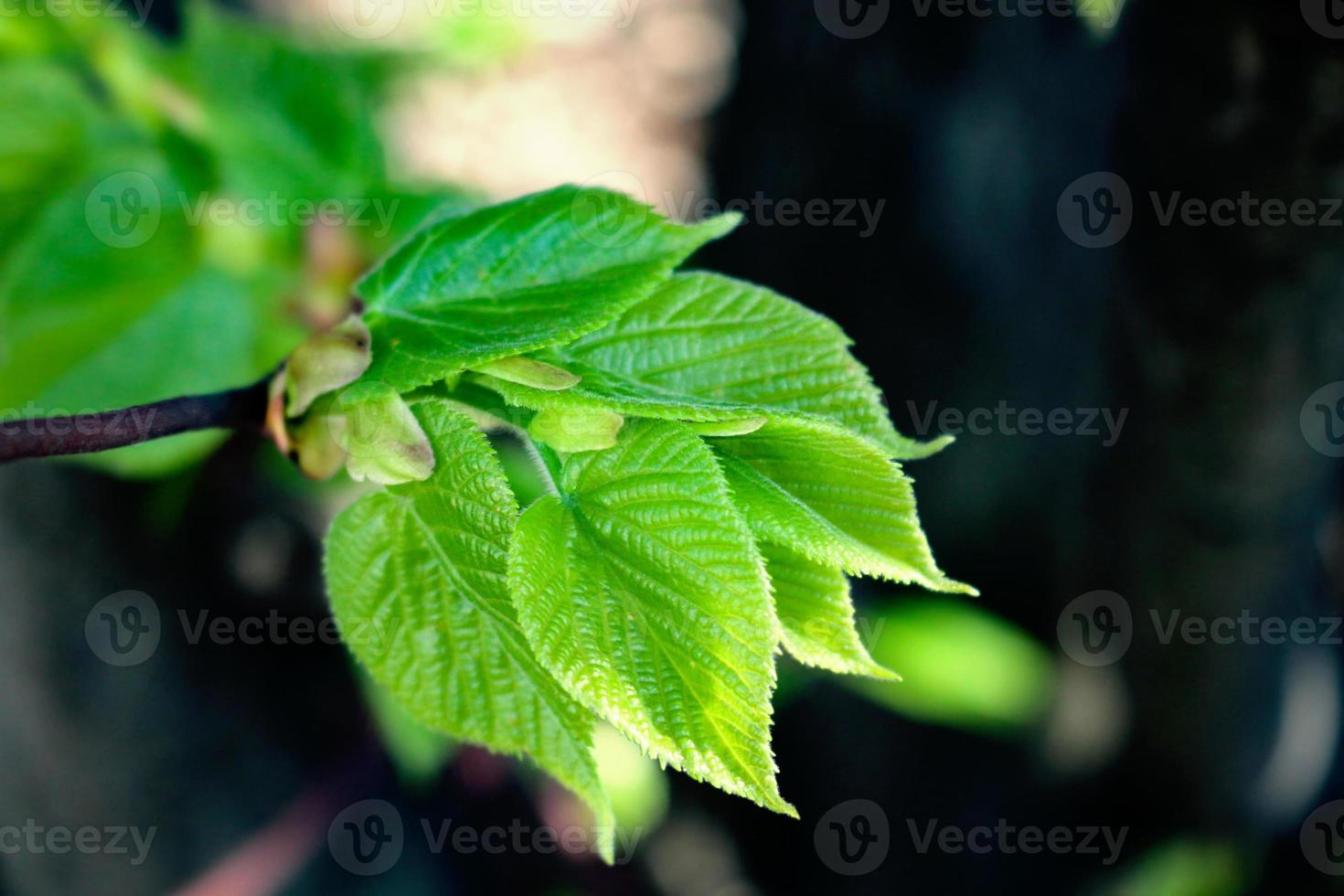 Young green spring linden leaves on black urban background photo