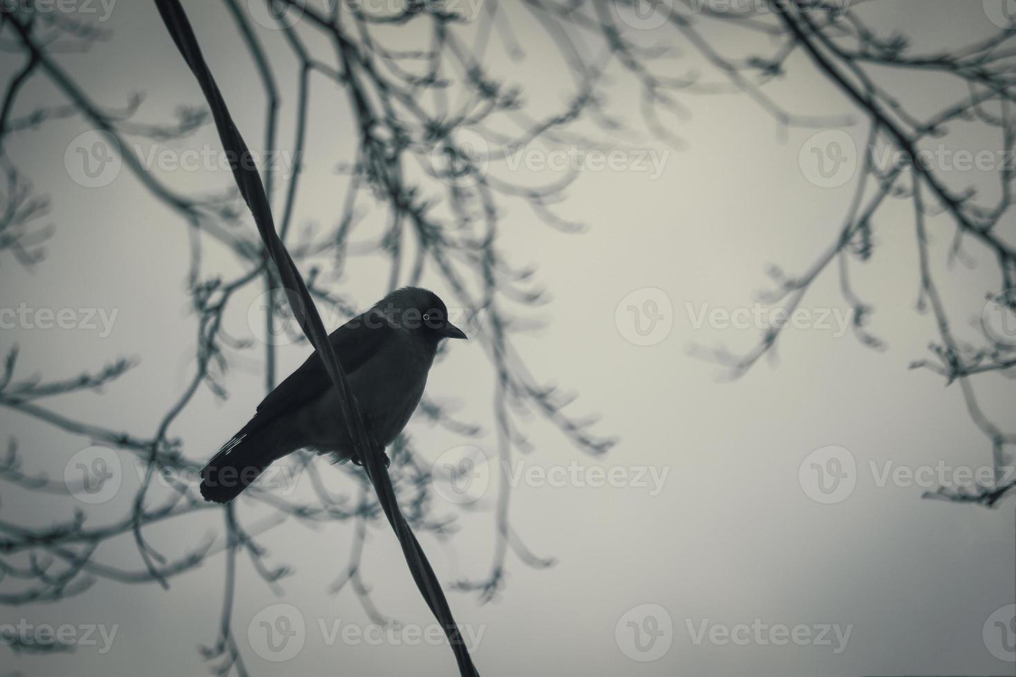 Little black jackdaw bird with black eye and long beak sitting on wire on gray sky background photo