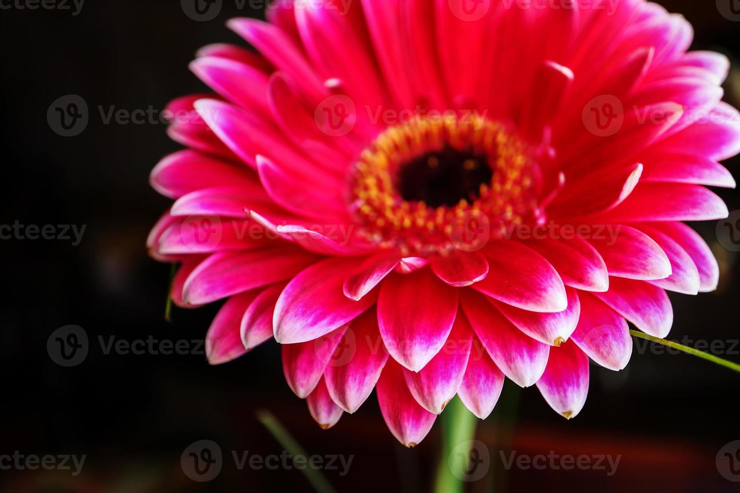 Pink big gerbera daisy flower on stem with thin grass on black background photo