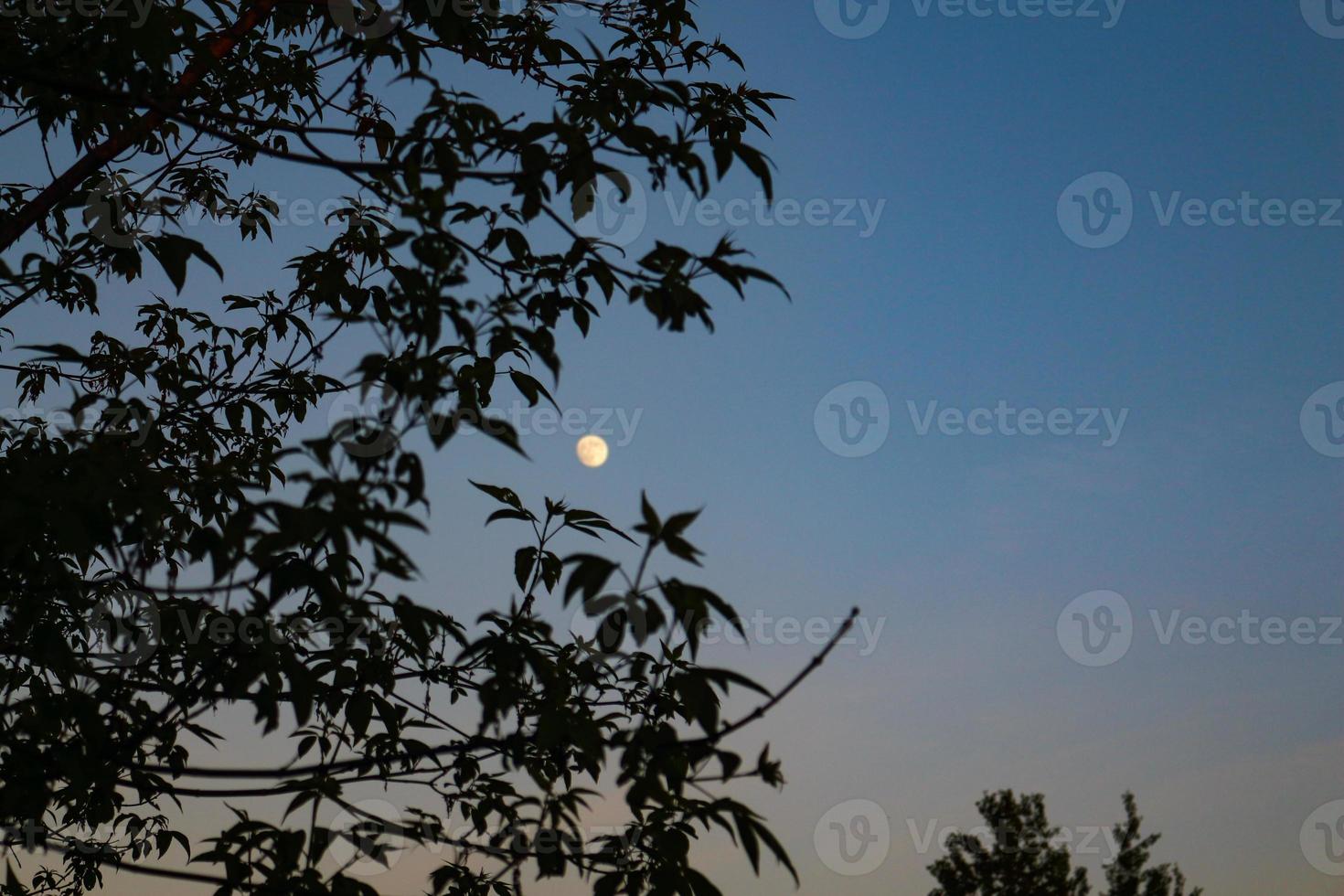 Small blurry moon almost full circle in blue sky behind tree branches silhouette with leaves photo
