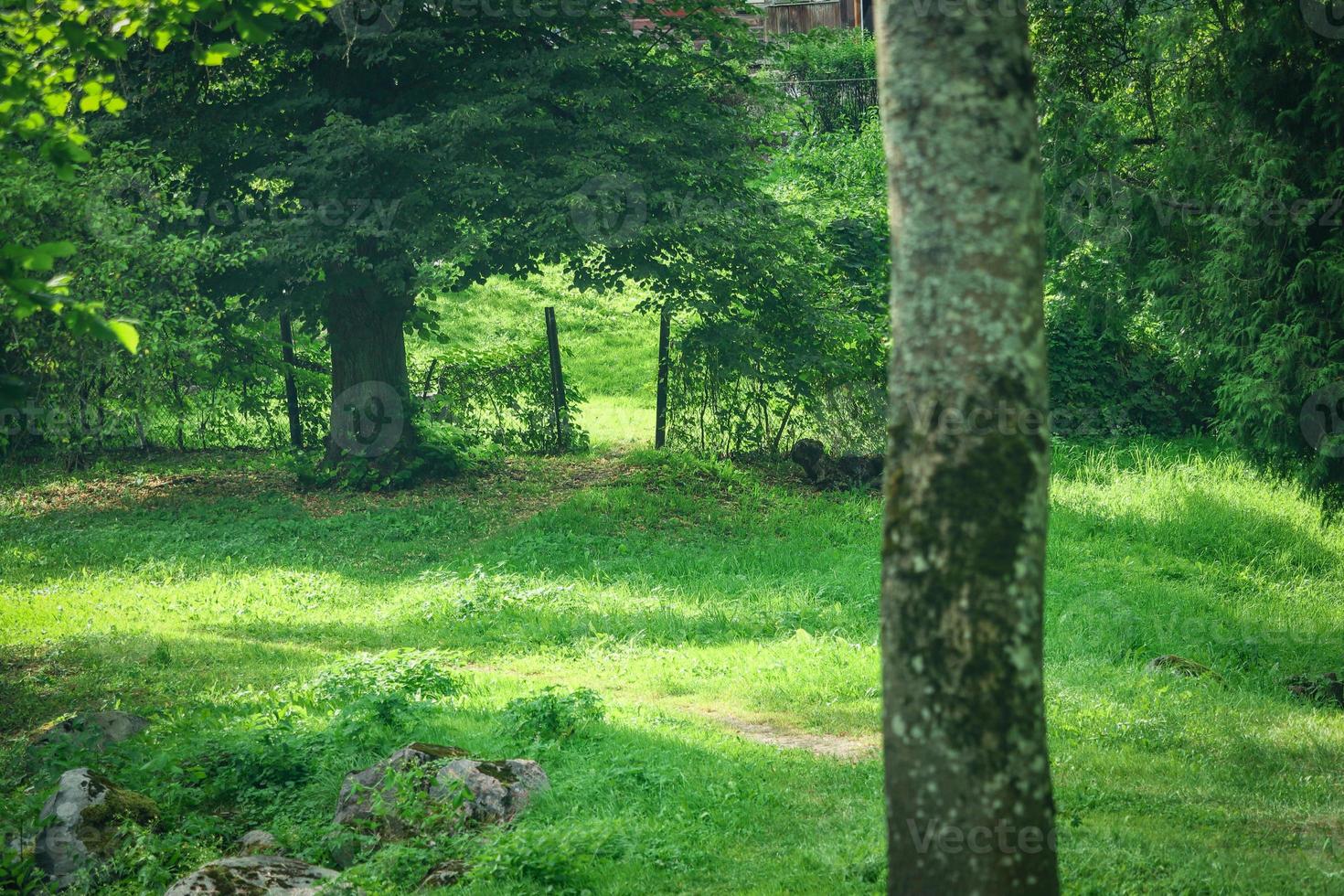 Green lawn with plenty of space and fence with open gate on background photo