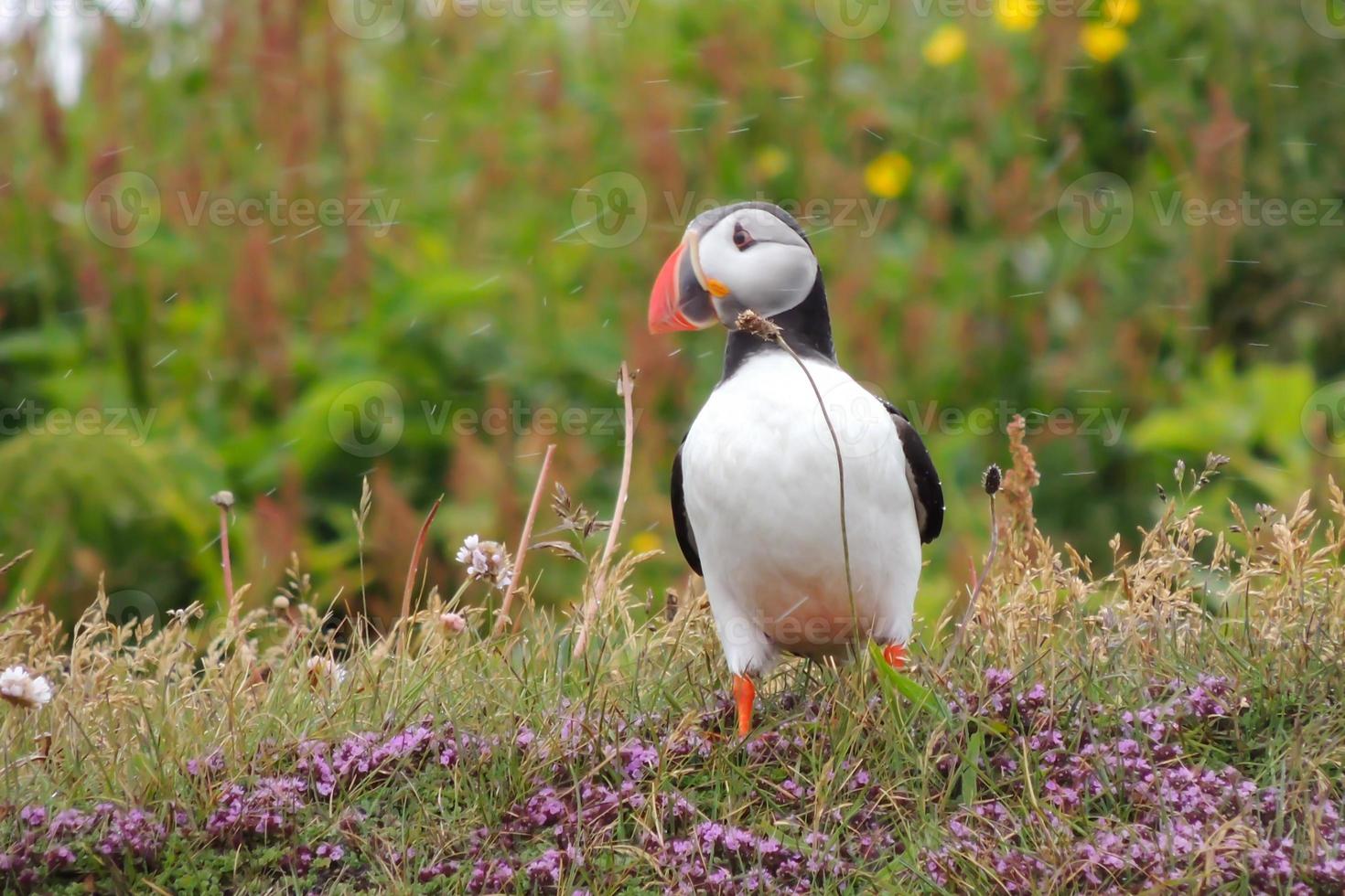 Colorful puffin standing in the grass with flowers photo