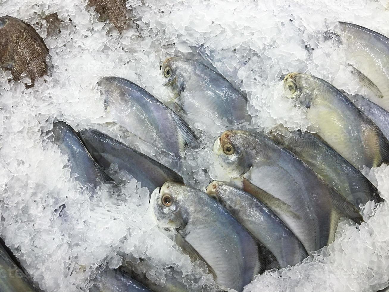 The raw fresh sea fishes Pomfret, catch and frozen on ice sold in bazar market, Cooled background, The good cuisine material. photo