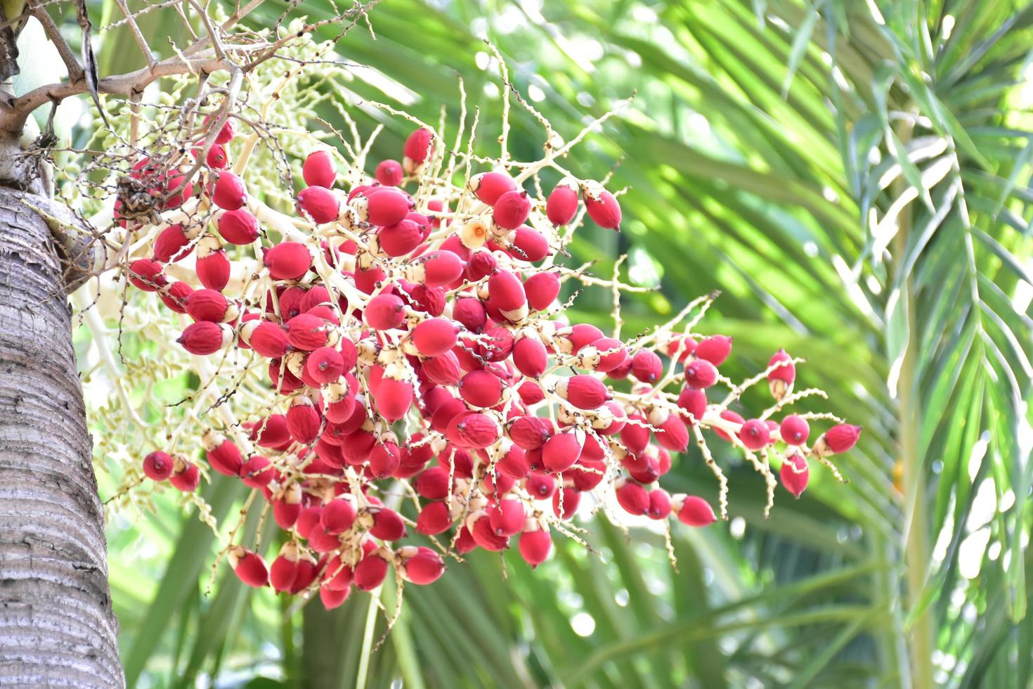 Bunches of Normanbya normanbyi fruits. photo