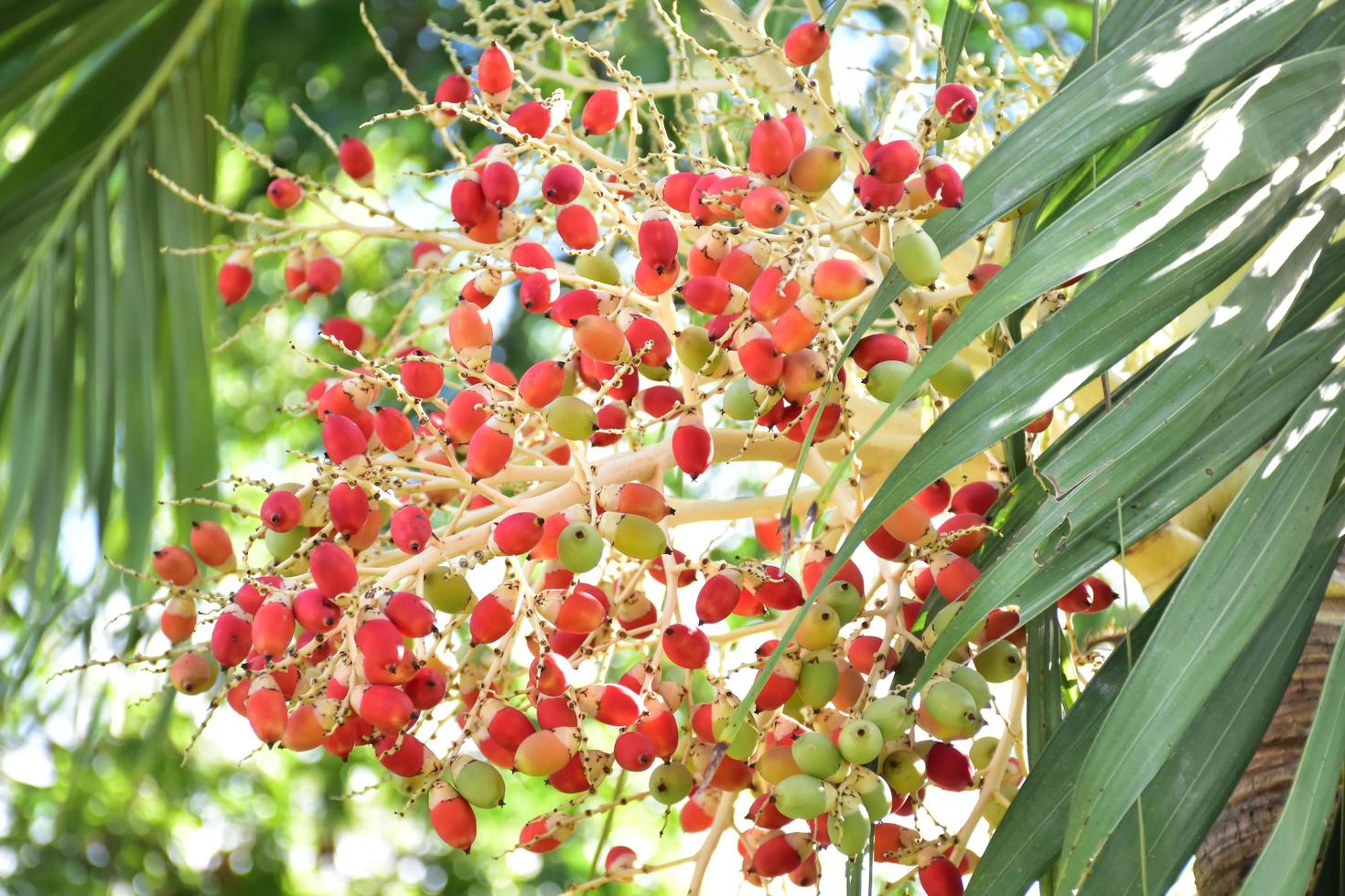 Bunches of Normanbya normanbyi fruits. photo