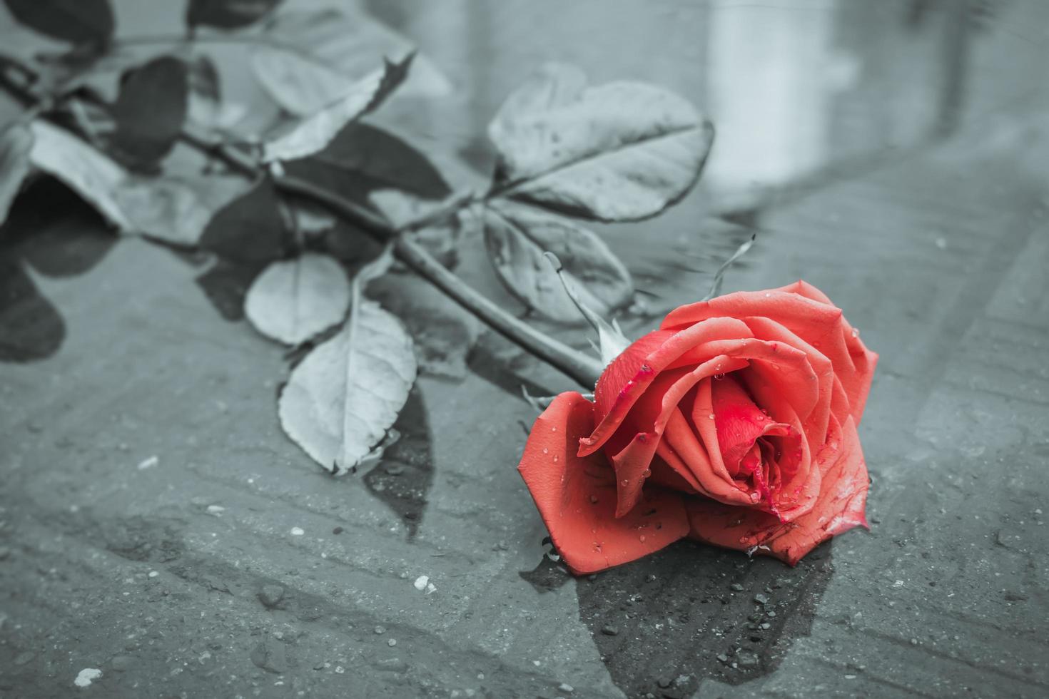 una rosa roja yace en un charco sucio en el camino, arrojada por alguien después de la lluvia foto