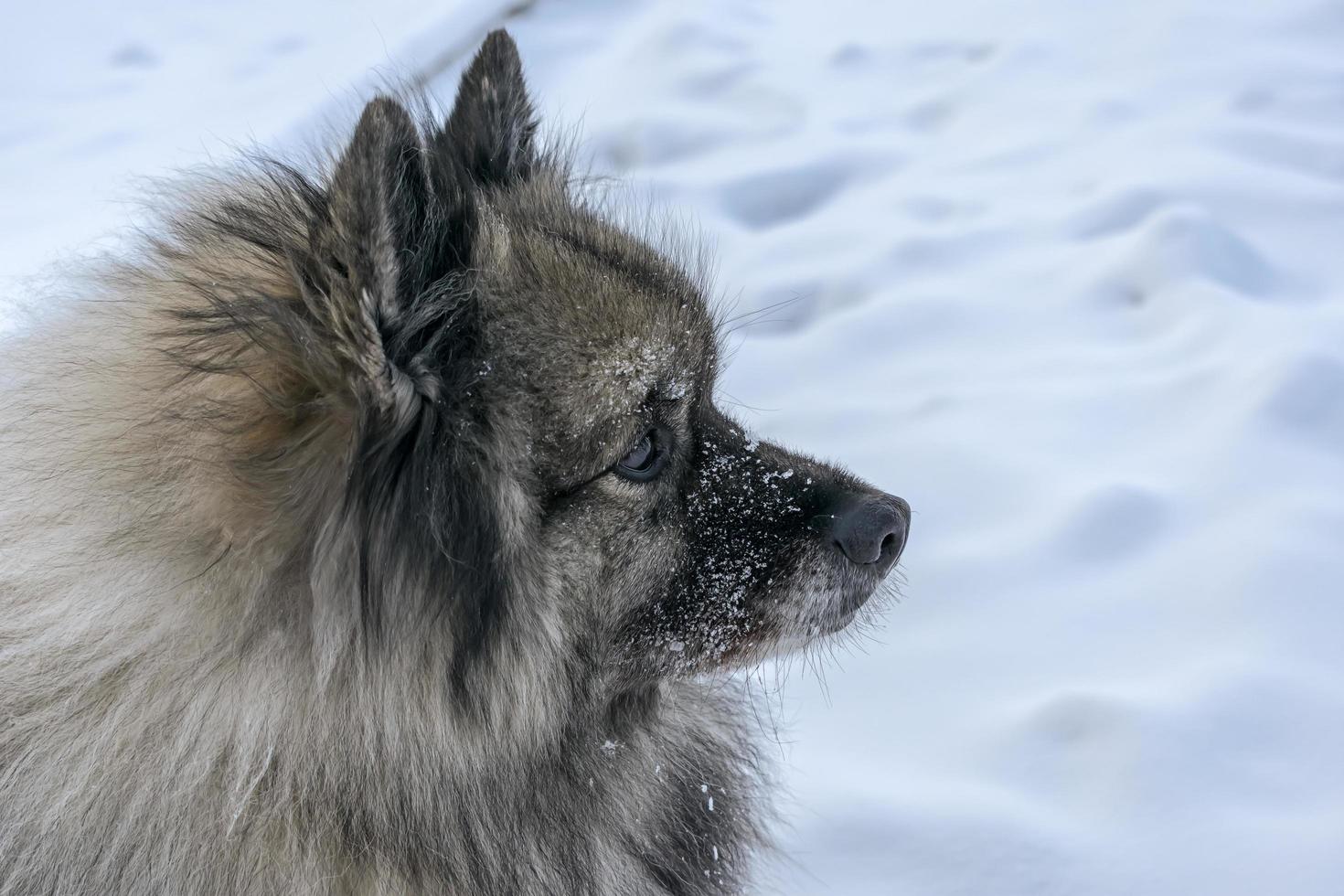 Keeshond dog muzzle photo