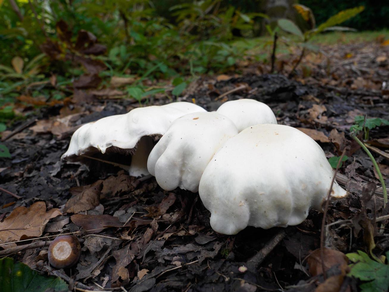 Mushrooms Growing in Sussex photo