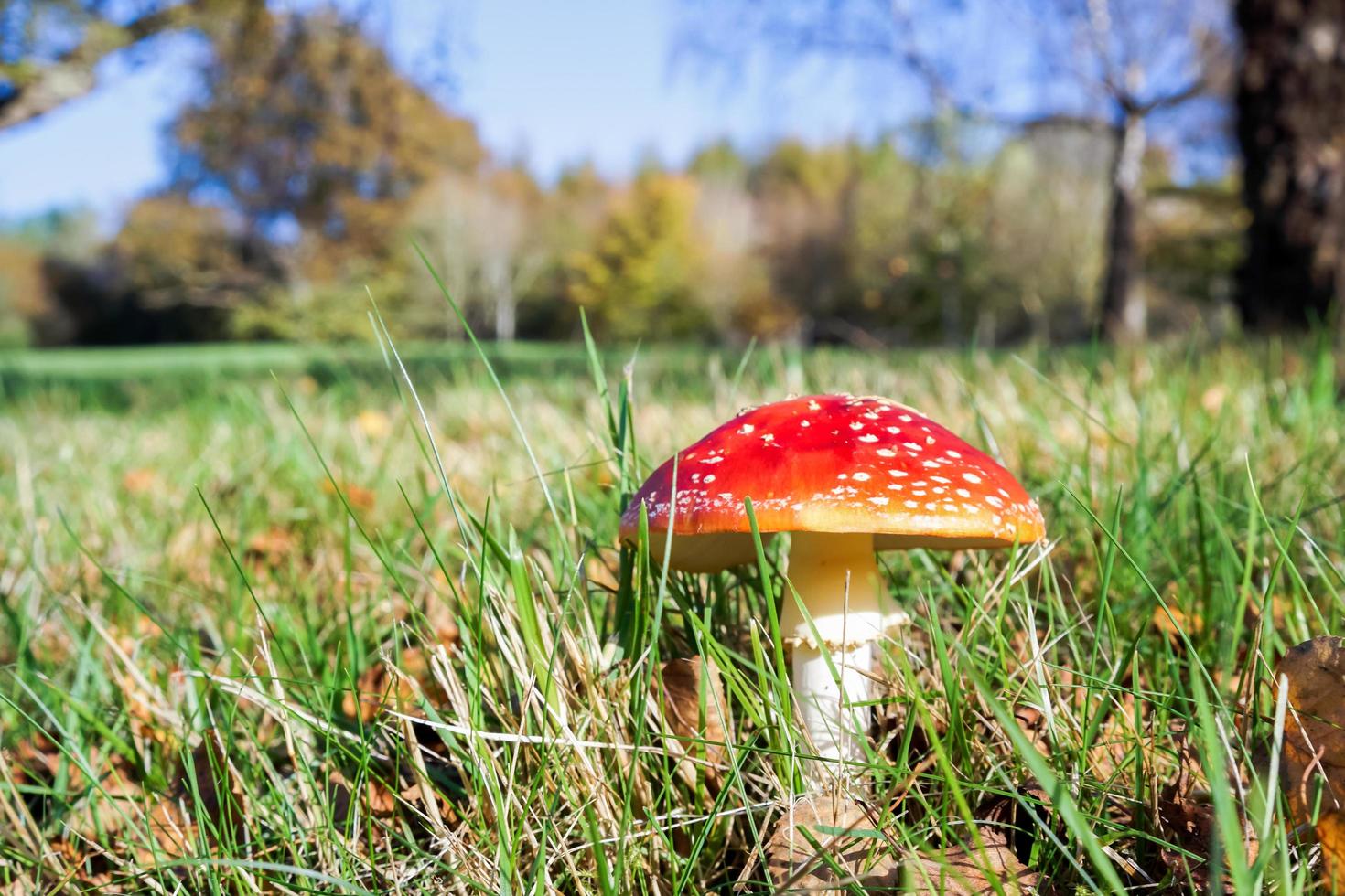 Seta venenosa del agárico de mosca foto