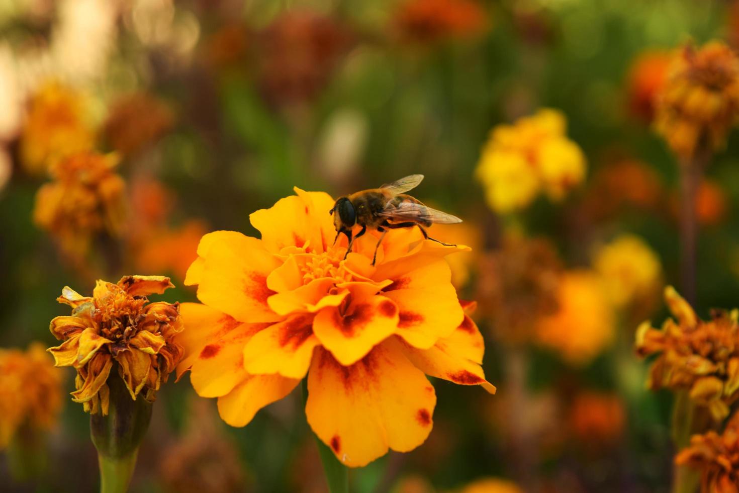 una abeja se arrastra sobre una caléndula naranja brillante foto