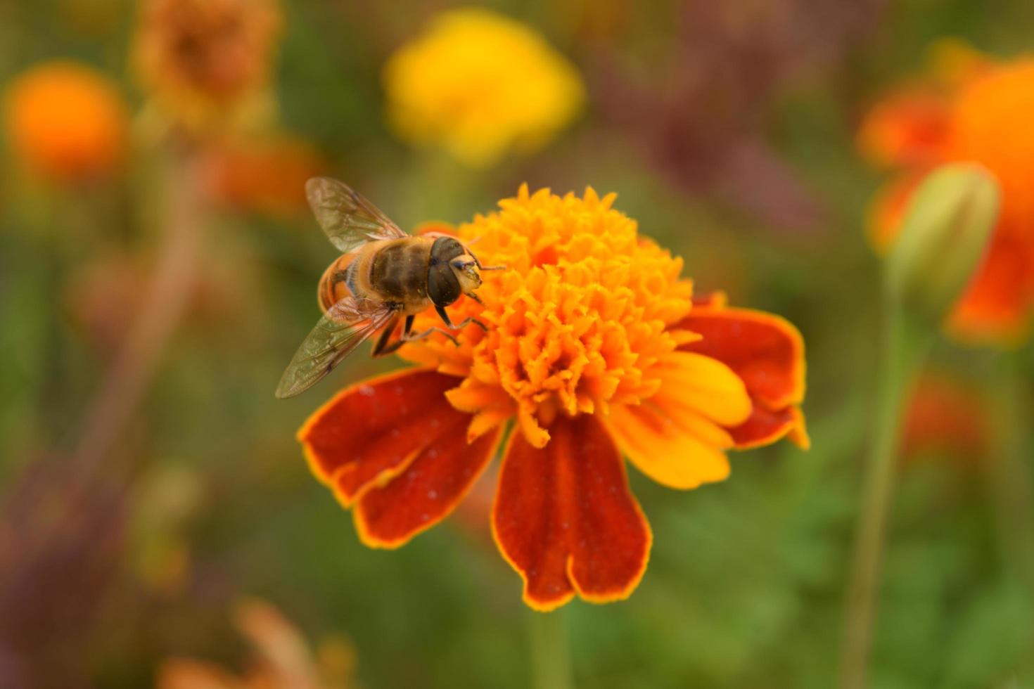 a bee crawls on a bright orange marigold photo