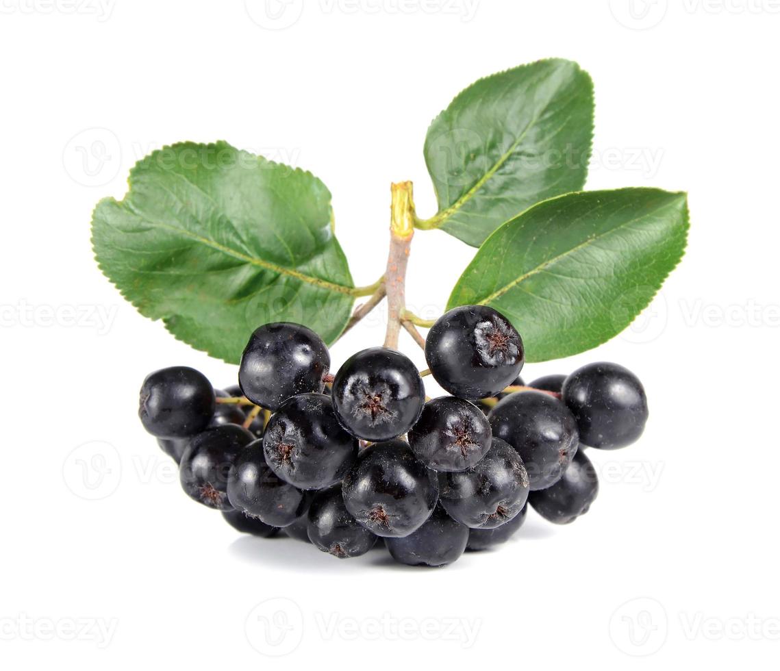 black ashberry with foliage photo