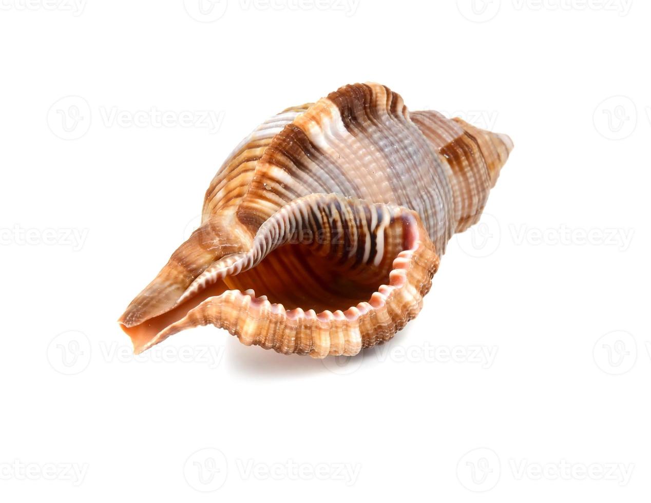 marine sea cockleshell photo