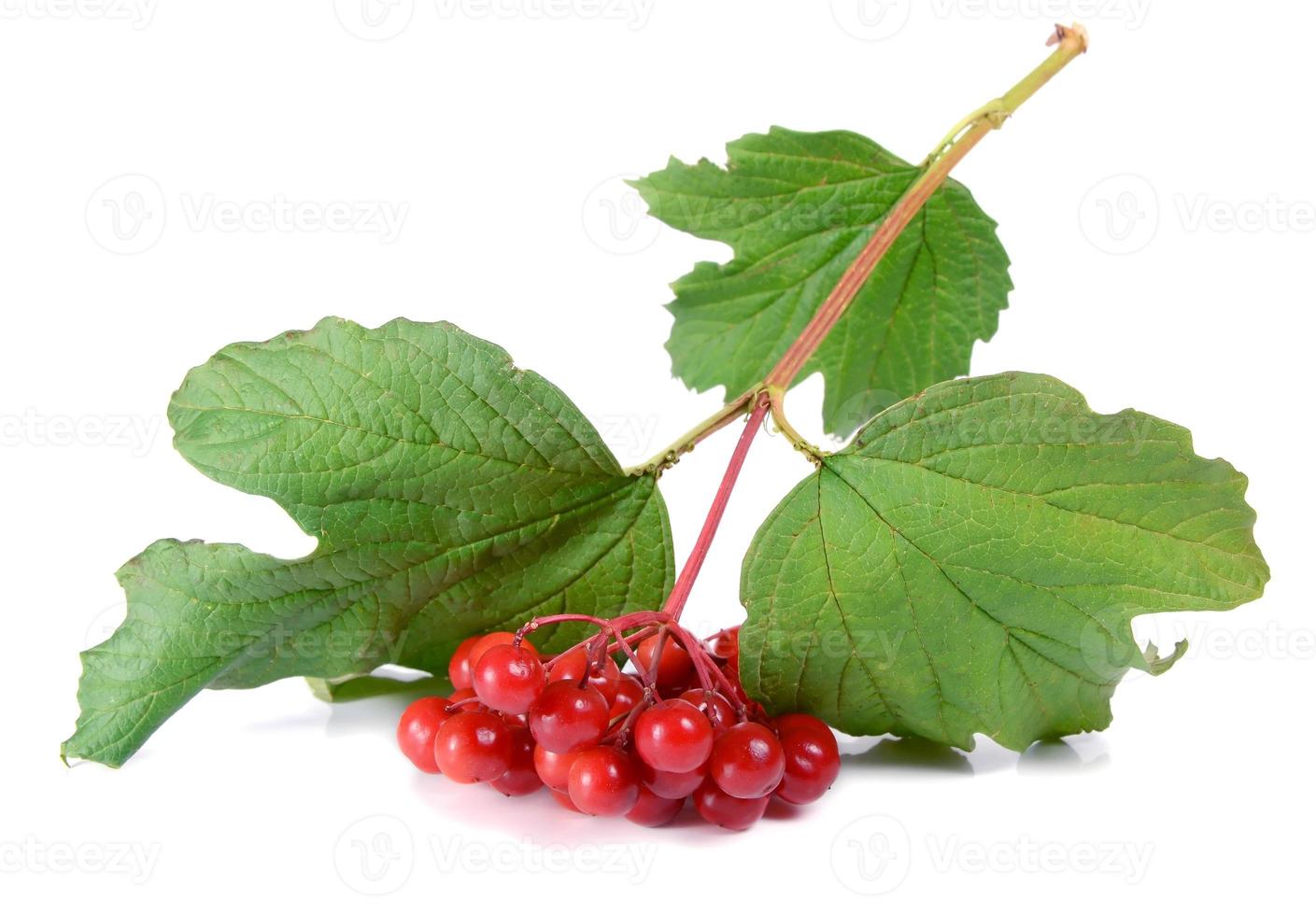 red viburnum national tree of ukraine 7238025 Stock Photo at Vecteezy