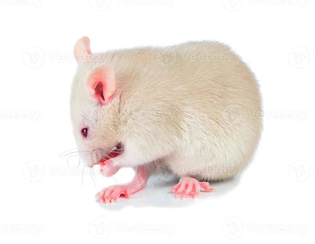 white cute mouse photo