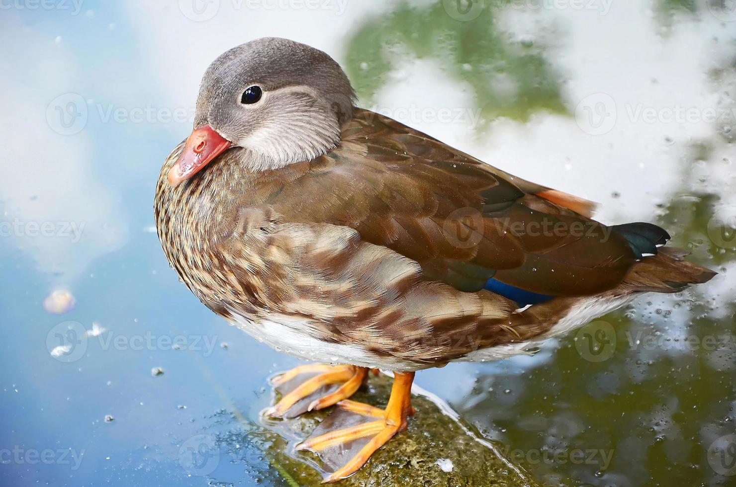 little duck on lake photo