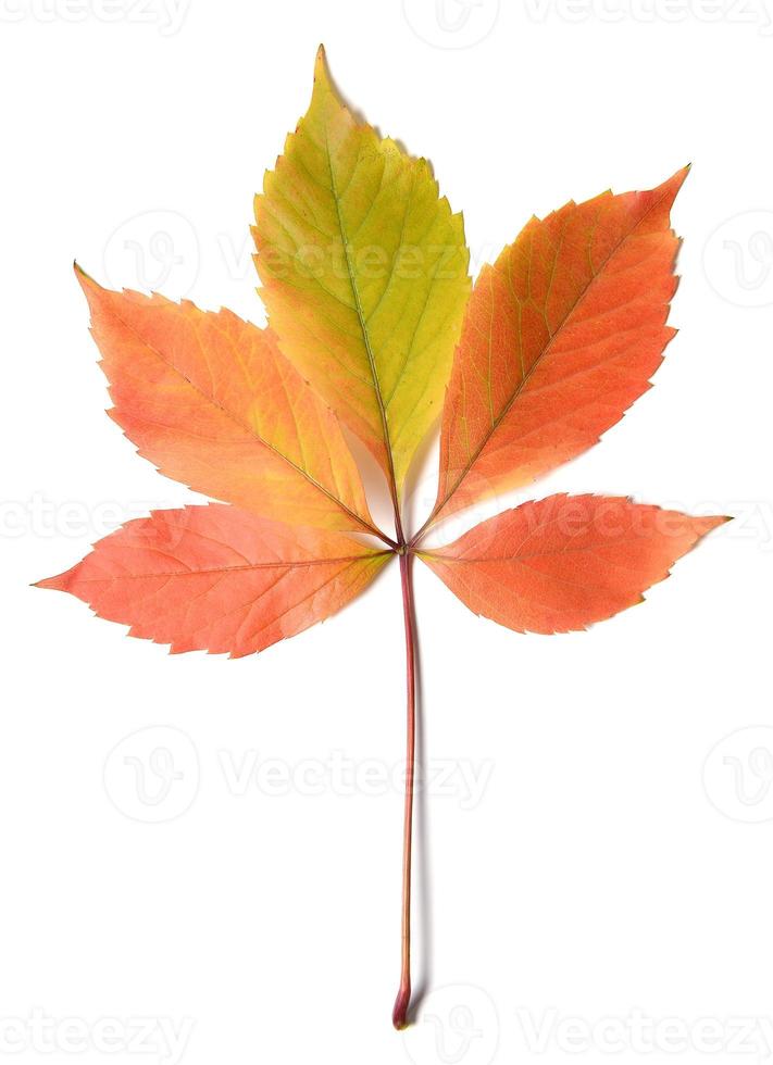 hojas de colores otoñales foto