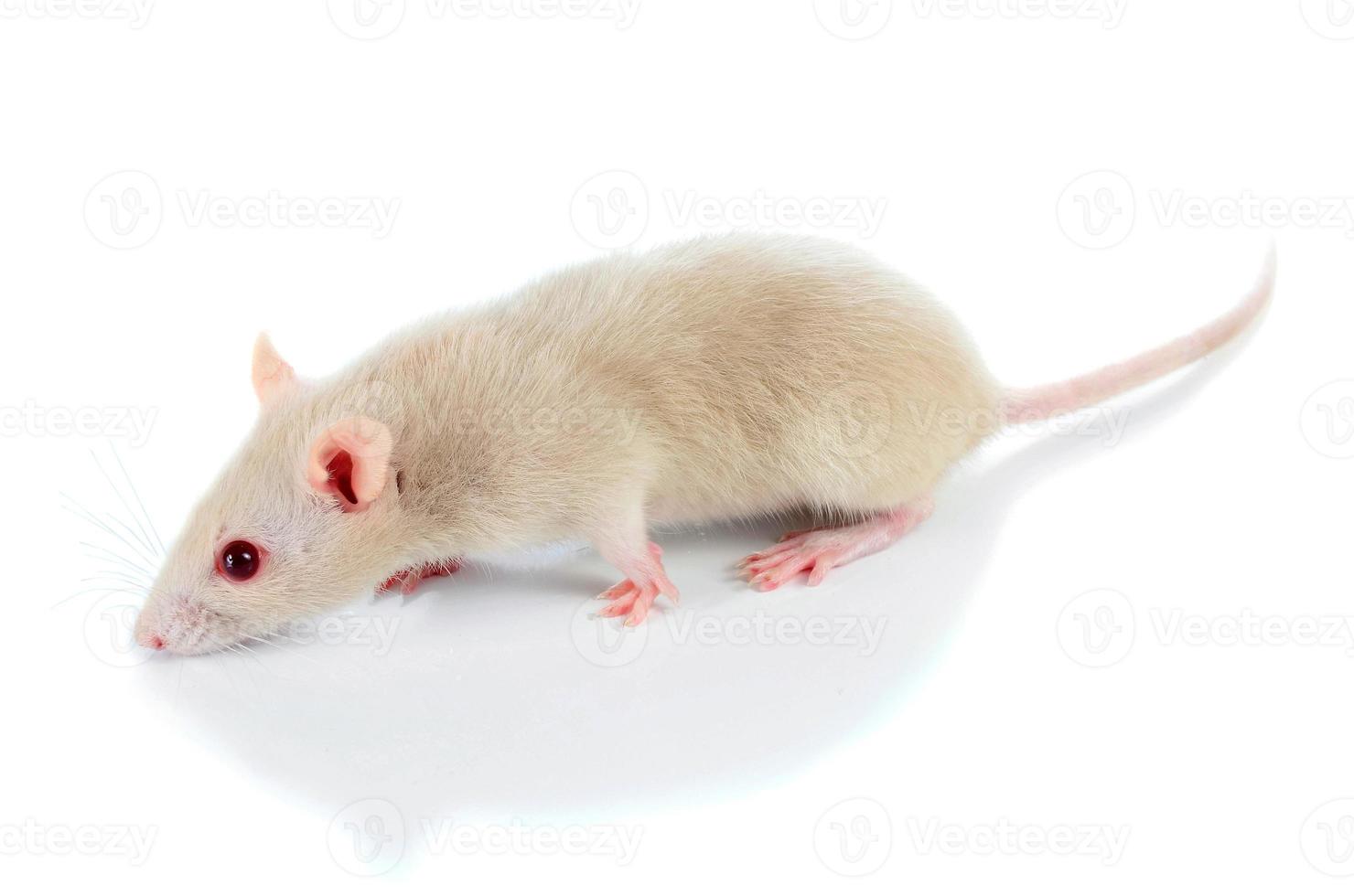 white cute mouse photo