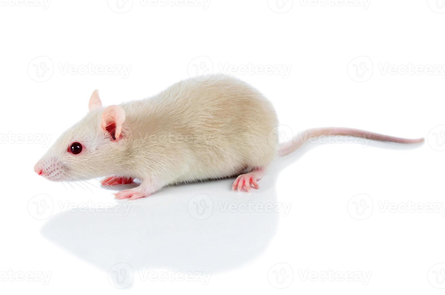 white cute mouse photo