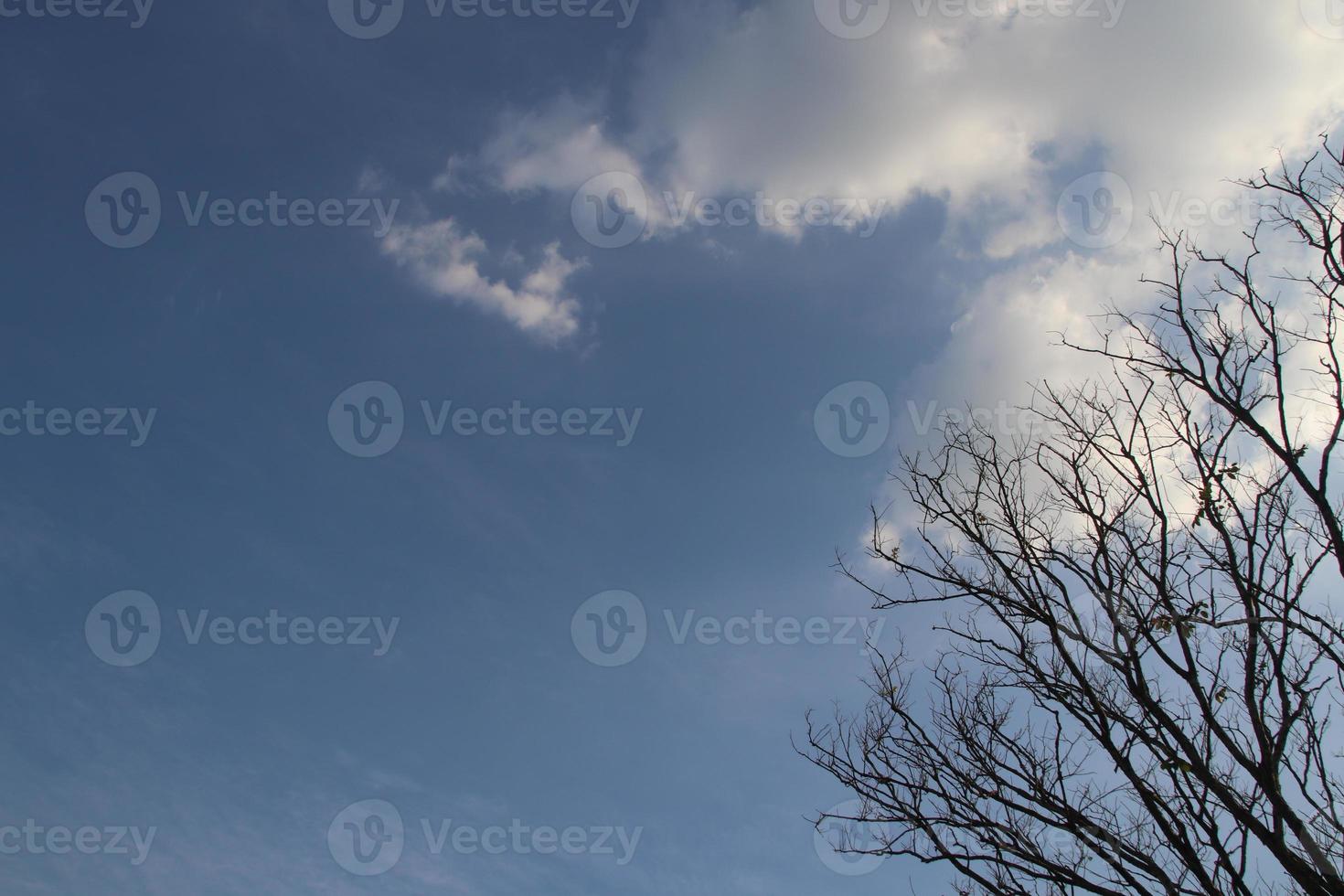 ramas secas de árbol, nube blanca y fondo de cielo azul. foto