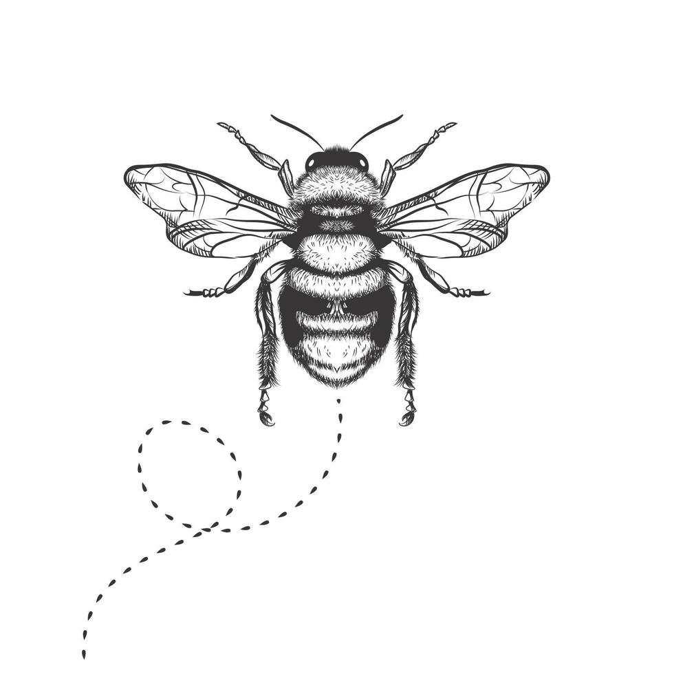 honey bee drawing on a white background vector