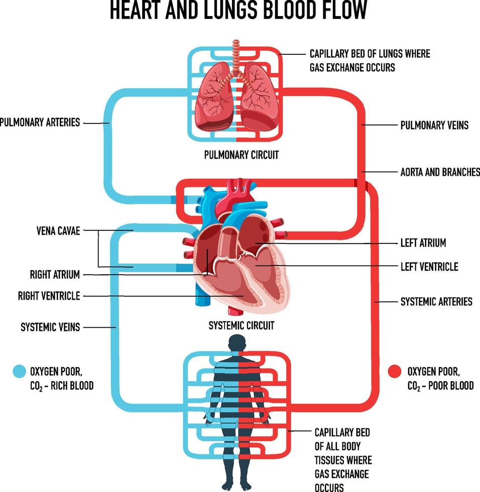 diagrama que muestra el flujo sanguíneo del corazón y los pulmones vector