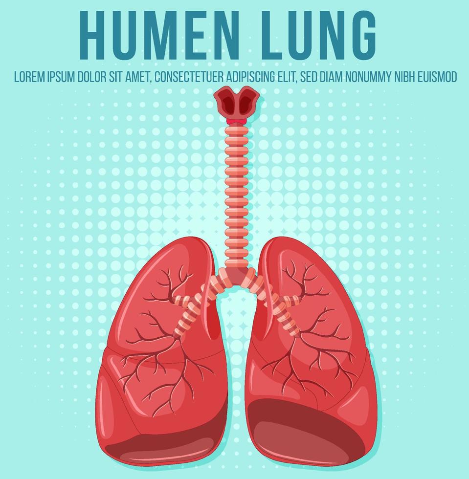 Human internal organ with lungs vector