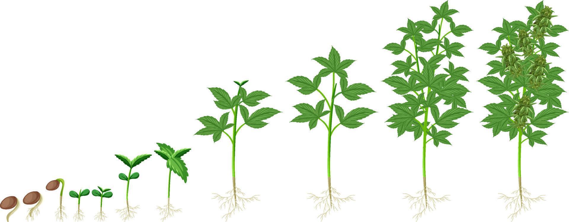 Different stages of cannabis plant growing vector