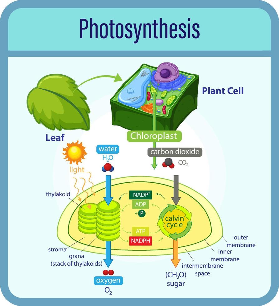 Diagram showing process of photosynthesis with plant and cells vector