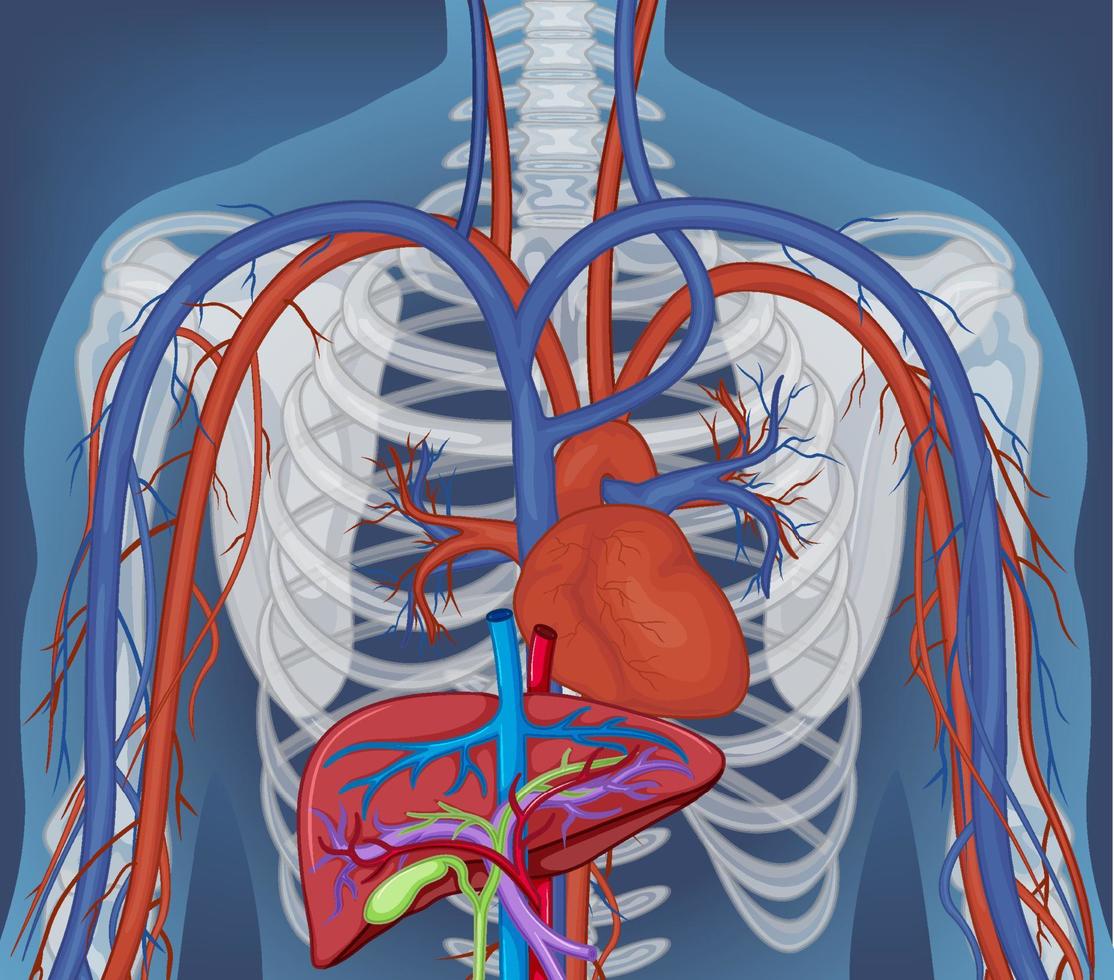 X-ray of human body with internal organs vector