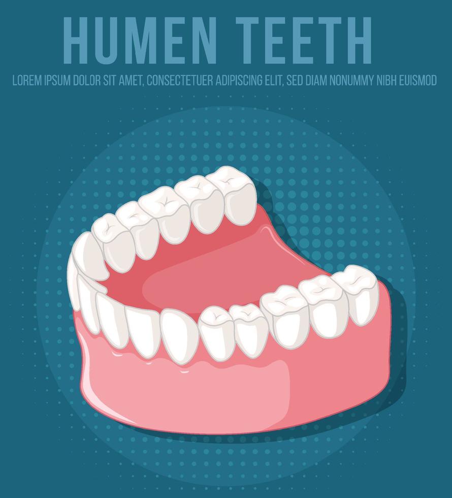 mandíbula humana con dientes vector