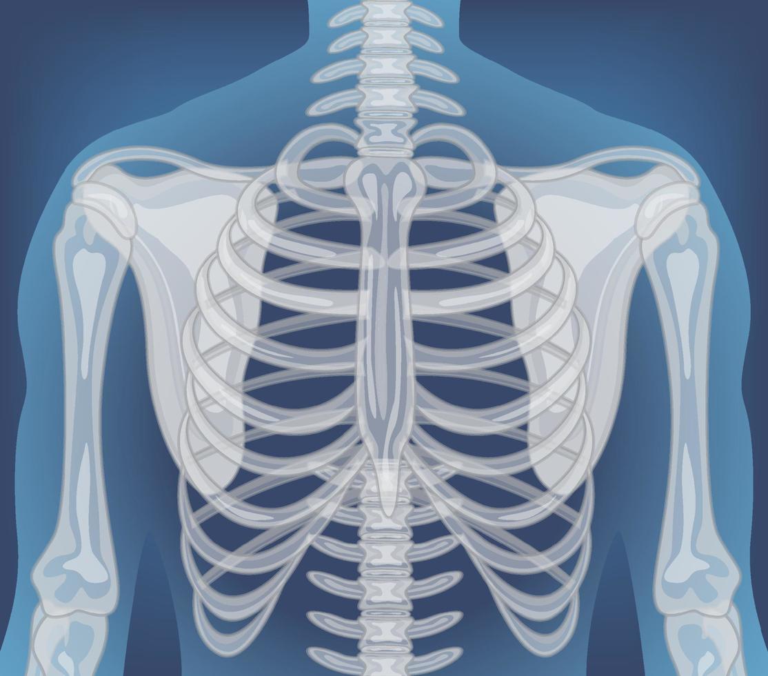 X-ray of human body with internal organs vector