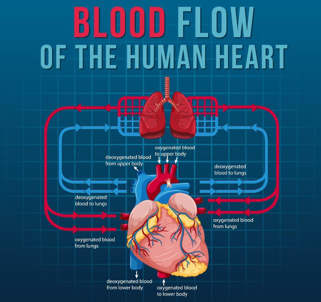 Blood flow of the human heart vector